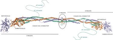 Image result for Fibrinogen