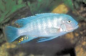 Zebra Cichlids Facts About Mbuna Pseudotropheus Cichlids