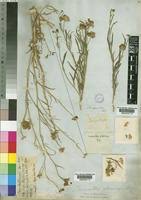 Image result for Limeum pterocarpum