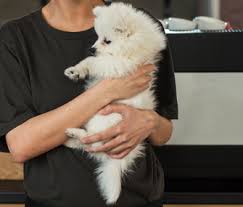 Most dogs love sleeping in bed with their owners. 5 Things Your Dog Wishes You Knew About Picking Him Up