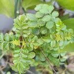 Image result for Tecoma fulva