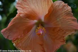 Image result for Hibiscus kirkii