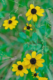 Image result for Tricliceras lobatum