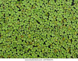 Image result for Spirodela polyrrhiza