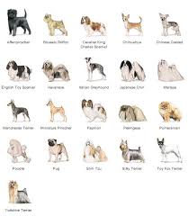 Pin By Kiana On Doggos Toy Dog Breeds Dog Breeds