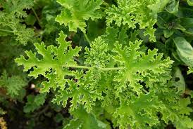 Image result for Pelargonium grossularioides