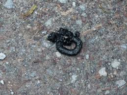 Image result for marten poop