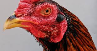 Gambar Ayam Peru Ninja Jual Produk Ayam Peru Termurah Dan Terlengkap Maret 2021 Bukalapak Untuk Kandang Ayam Joper Atau Ayam Kampung Super Dibutuhkan Ketelitian Khusus Dalam Pembuatannya Karena Cukup Berbeda