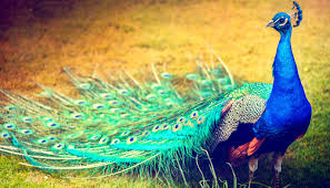 Image result for peacock