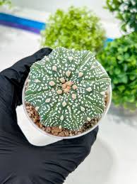 Image result for Thesium asterias