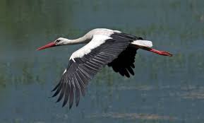 european white stork ciconia ciconia white stork near lake kirkini northern greece zhivotnye pticy