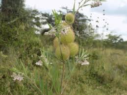 Image result for Zornia glochidiata