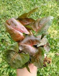 Excited To Share The Latest Addition To My Etsy Shop Syngonium Podophyllum Maria Live Plant Low Light Plant House Pl Low Light Plants Plants Jade Plants