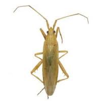 Image result for Stenostelma