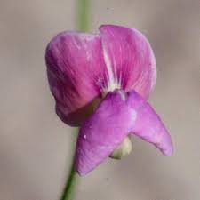 Image result for Dolichos sericeus