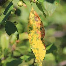 Most fungal diseases can be fought, and are usually not lethal to the tree. Common Crabapple Diseases That Cause Summer Defoliation Arbor Experts Tree Care In Dayton Oh