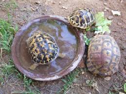 abreuvoir tortue hermann tortue tortue de terre