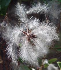 Image result for Clematis commutata