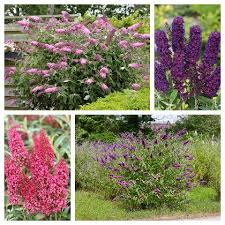 Image result for Komule střídavolisté