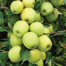 An apple is an edible fruit produced by an apple tree (malus domestica).apple trees are cultivated worldwide and are the most widely grown species in the genus malus.the tree originated in central asia, where its wild ancestor, malus sieversii, is still found today.apples have been grown for thousands of years in asia and europe and were brought to north america by european colonists. Apple Golden Delicious Mini Fruit Tree Van Meuwen
