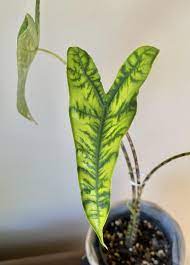Like other aroids, many species of alocasia can be grown as houseplants, or outdoors in mild climates. Newest Leaf Is A Total Stunner Alocasia Zebrina Reticulata Alocasia