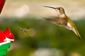 'wasps are basically pest control. Feeding Birds Dealing With Wasps