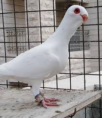 Raed M Alazzeh Adli Kullanicinin Middle East Pigeons Panosundaki Pin Guzel Kuslar Kus