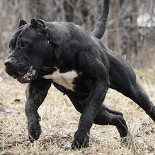 prensa canaria presacanario de romania carpatcan c prensa canaria presacanario desde rumania carpat mastiff dogs corso dog bully breeds dogs