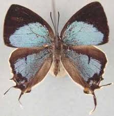 Image result for Globimetula anguliflora