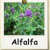 Depending on your needs, plant grass, alfalfa, or a mixture of the 2 for use as hay after growing. Https Encrypted Tbn0 Gstatic Com Images Q Tbn And9gcru5wm2s Goj3vulb Vwigbocswedmolhqof8kcplqylpgt3asn Usqp Cau