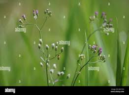Image result for Vernonia cinerea