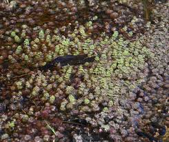 Image result for Limnophila ceratophylloides