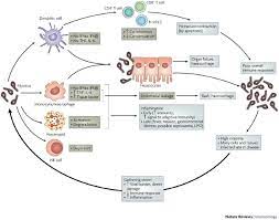 Marburg virus is a member of the filoviridae family, and is an elongated filamentous molecule, highly variable in length, but typically around 1000 nm long with a uniform diameter of 80 nm (2,3). How Ebola And Marburg Viruses Battle The Immune System Nature Reviews Immunology