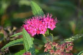 Image result for Spiraea bumalda
