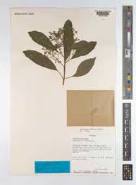 Image result for Heteropyxis dehniae