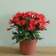 These three cacti species, commonly known as holiday they are usually pink, but modern hybrids include white, red, yellow, and purple varieties. Easter Cactus Hatiora Gaertneri Cactus Garden Indoor House Plants
