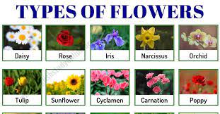 Common kinds of flowers with name and picture. Types Of Flowers List Of 50 Popular Flowers Names With Their Meaning English Study Online
