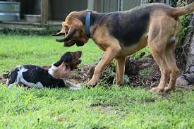 Black And Tan Virginia Foxhound Puppies For Sale Basset Vs Bloodhound Basset Hound Bloodhound Puppy Pictures