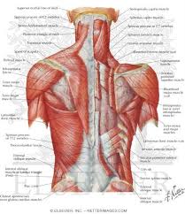 There are around 650 skeletal muscles within the typical human body. Illustrations In Orthopaedic Anatomy Thompson 2e Lower Back Anatomy Muscle Diagram Human Muscle Anatomy