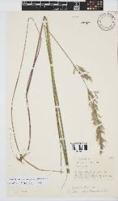 Image result for Trisetopsis