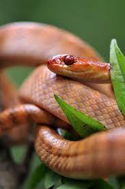 Markscherz Happy World Snake Day Everyone The Above Is Phisalixella Stenophis Variabilis The Variable Tr Snake Reptiles And Amphibians Beautiful Snakes