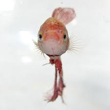 They come from the temperate climates of yes, a betta fish can technically survive in 84° water. Easy As 1 2 3 Betta Water Recipe 6 Steps Instructables