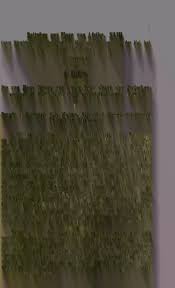 Image result for Tephrosia argyrolampra