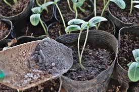 Maybe you would like to learn more about one of these? Using Ashes In The Garden Fertilizer And Slug Repellant