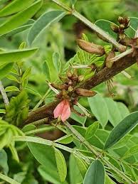 Image result for Indigofera emarginella