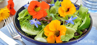 We did not find results for: 5 Edible Flowers To Grow In Your Vegetable Garden