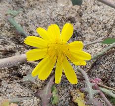 Image result for Launaea cornuta