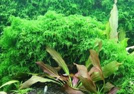 3 95 Xmas Moss Live Aquarium Plant Fish Fern Tank Java Q Ebay Home Garden Live Aquarium Plants Fish Tank Plants Planted Aquarium