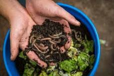 Vermicomposting with YCSWA