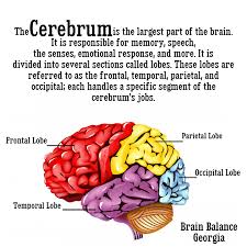 The Cerebrum Is The Largest Part Of The Brain It Is Responsible For Memory Speech The Senses Emotional Brain Facts Emotions Positive Quotes For Life